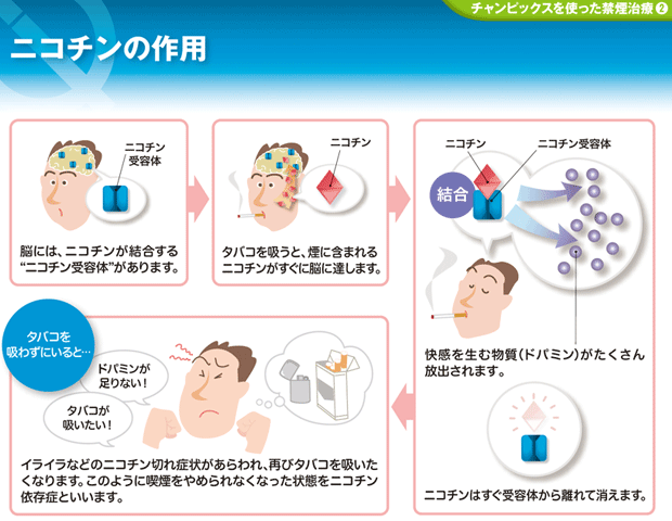 ニコチンの作用